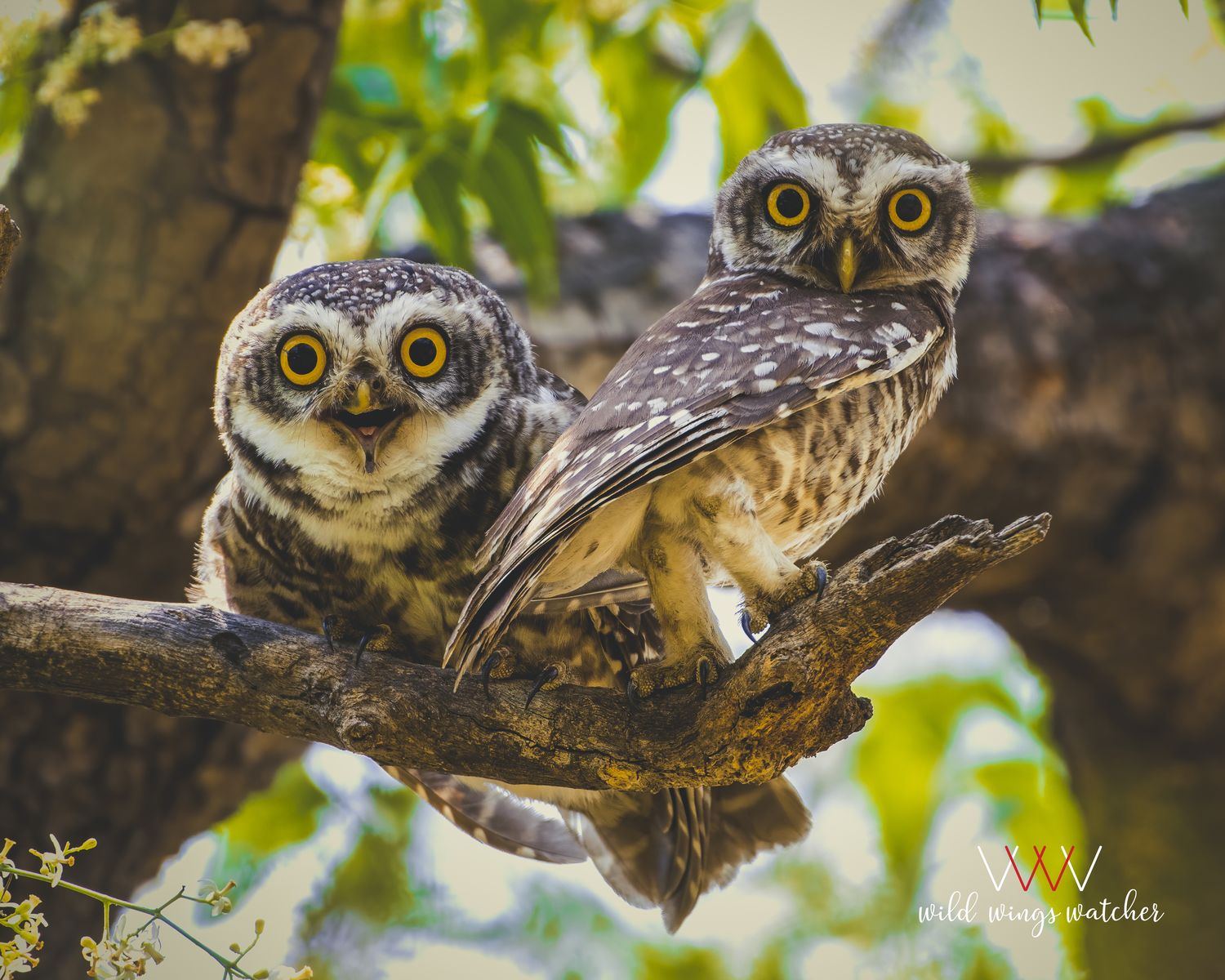 Spotted owlet (7)